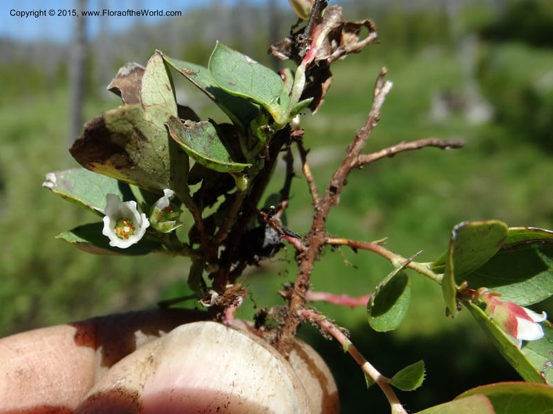Gaultheria humifusa, Davidson, C 12546--ID. Valley Co. Cloochman Saddle Rd. 1 Jul 2014. DSC09181 (54).JPG