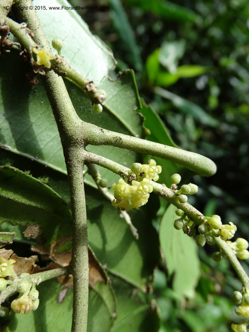 Octoknema, Davidson, C 12386--Cameroon. Bakengili Trail, Mt. Cameroon. 24 Mar 2014. DSC03587 (245).JPG