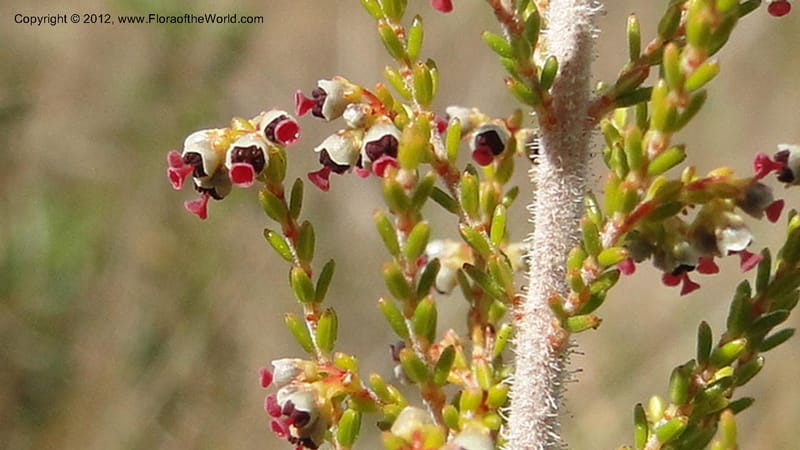 Erica aristata, N. Manjato 178--Madagascar. E of Ambositra toward Antoetra. 2 May 2010 182 (9).jpg