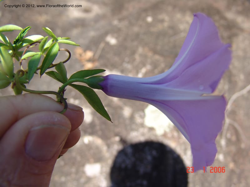 Ipomoea, Rogers, Z 950-Madagascar, 23 Jan 2006  004 (1).jpg