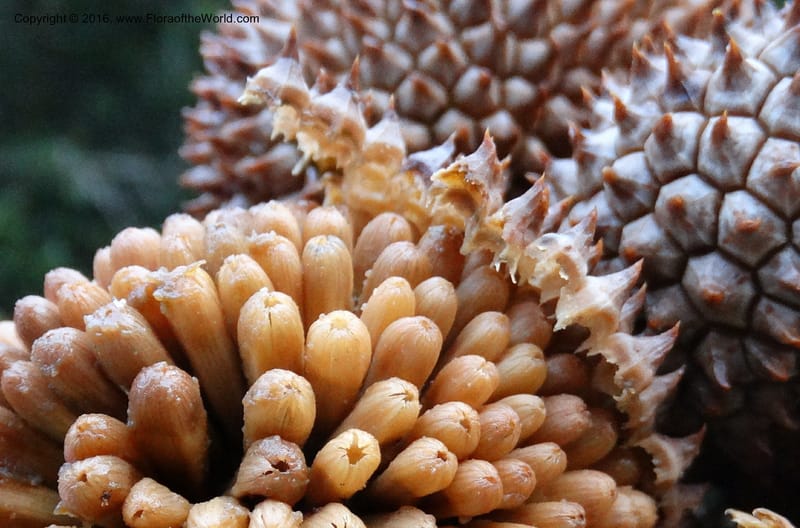 Pandanus borneensis, Callmander, M 1186--Sabah. G. Silam. 1 Oct 2014. DSC00937 (203).JPG