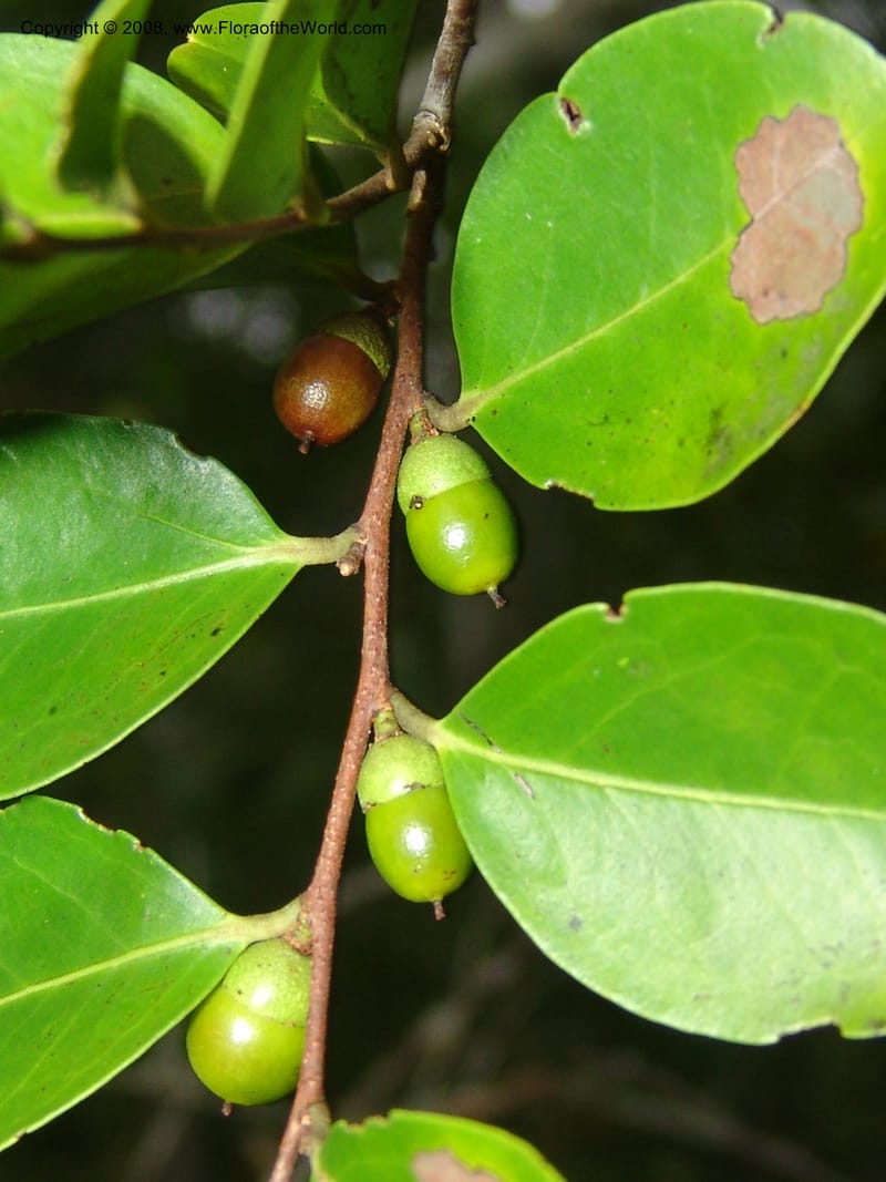 Diospyros, R.Ranaivojaona1382--Madag. Prov. Toliara. Mandena Centr. Res. Ecol. 18 Jan 06. 195.jpg