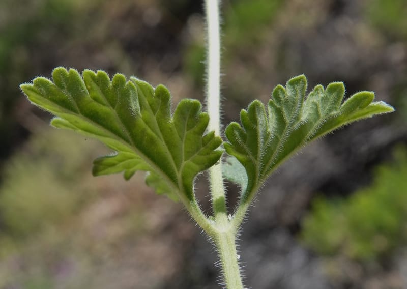 Glandularia gooddingii, C. Davidson 13980--AZ. Pima Co. Mt. Lemmon. Molino View Parking. 8 Apr 2019. DSC (193).JPG