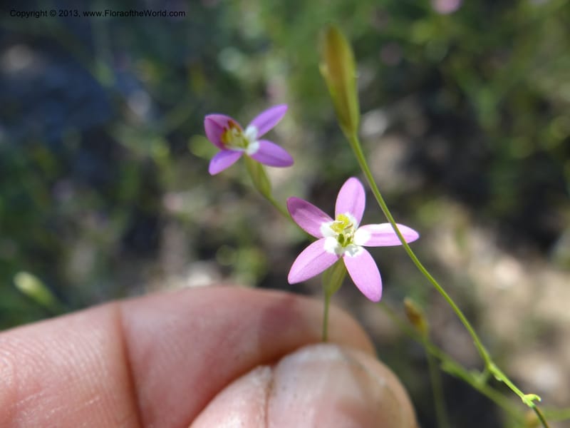 Zeltnera, WDS 34166--Chile. P.N. Sieta Tazas. 21 Feb 2013. DSC02254 (79).JPG