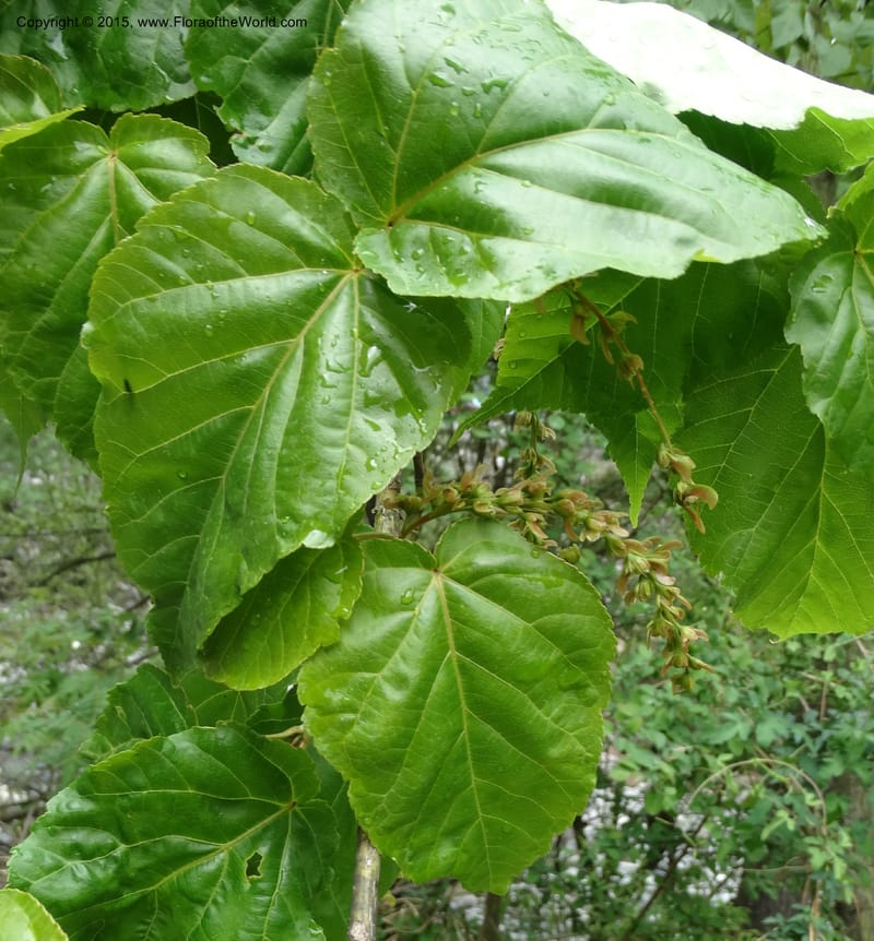 Acer davidii, Boufford, D 43630--China. Sichuan. LiXian. MiYaLuo. 9 May 2014. DSC04513 (182).JPG