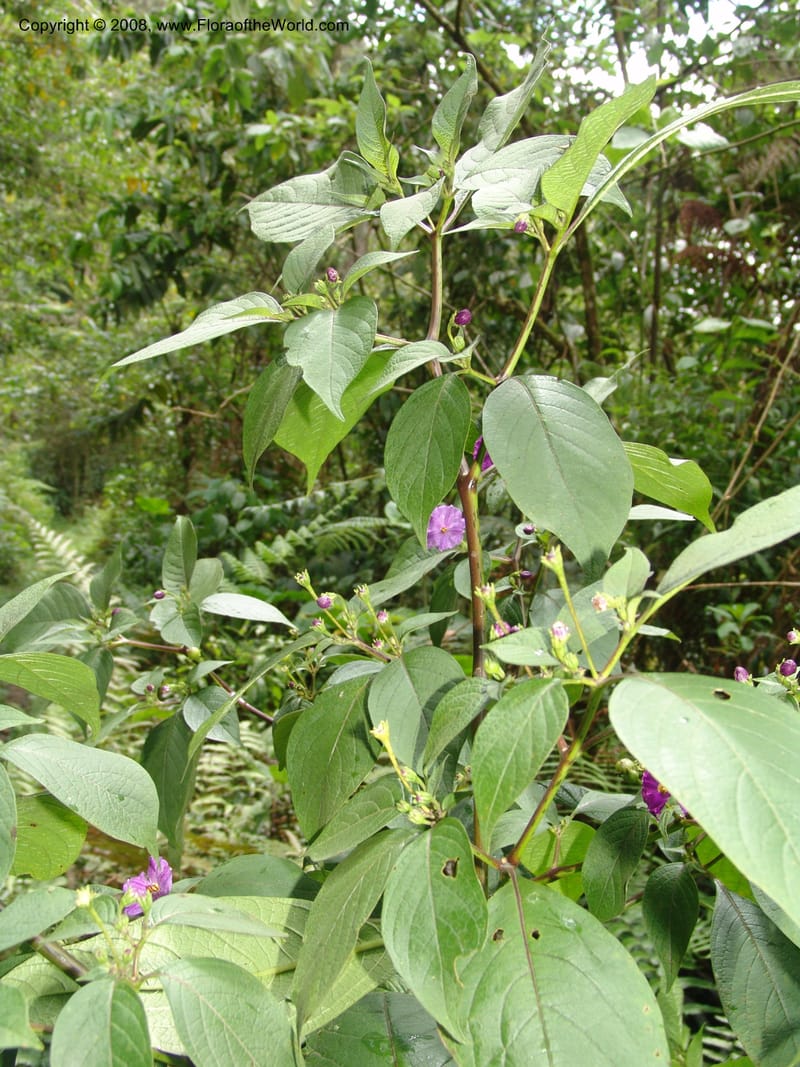 Lycianthes, RVasquez33130--Peru. Cusco. La Conv. Sta Ana. Tunquimayo. 2 Nov 07. 043.jpg