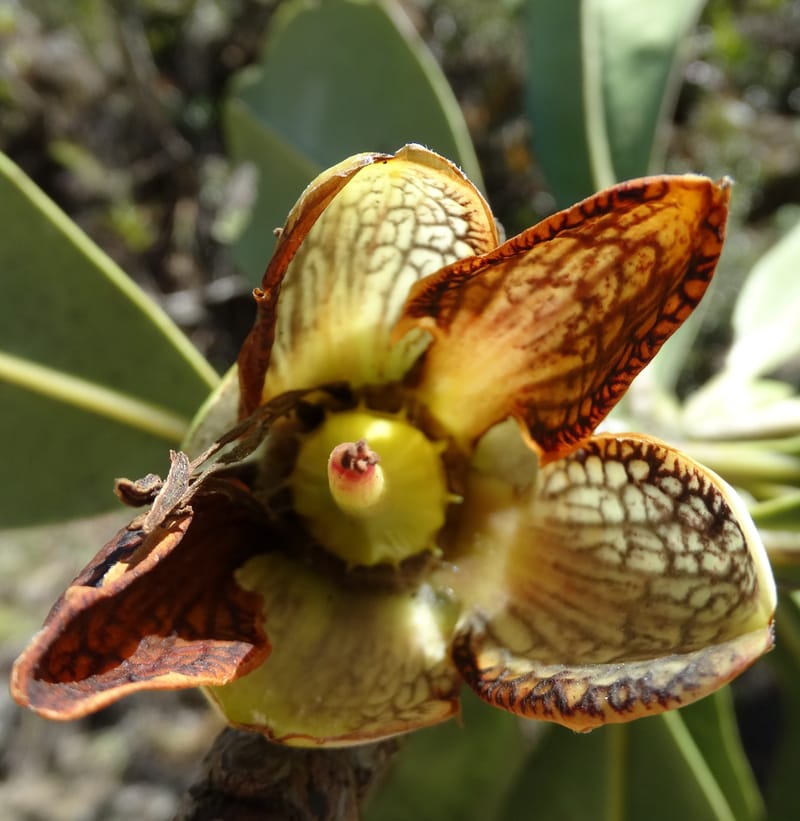 Strasburgeria robusta, Lowry, P 7371--New Caledonia. Mont Dzumac. 12 Nov 2015. DSC01563 (158).JPG