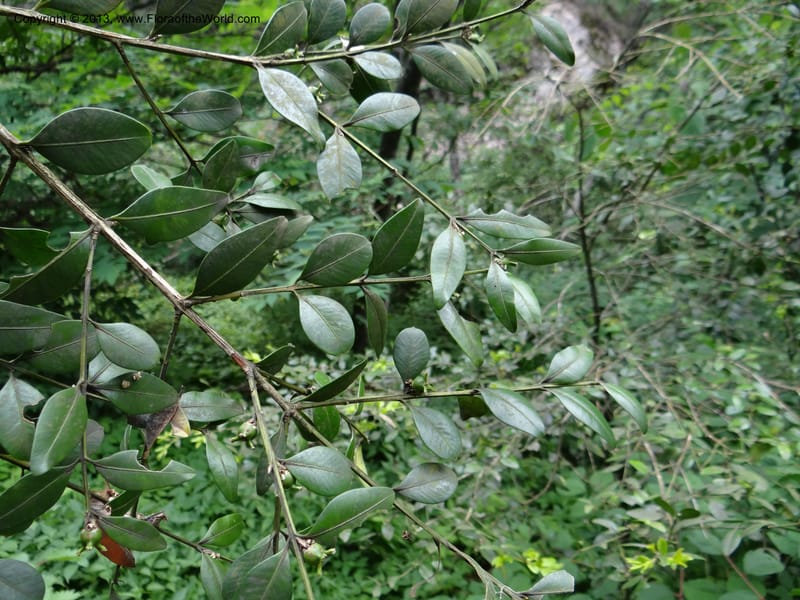 Buxus sinica var. aemulans, Davidson, C 12044--China. Anhui Prov. Huang Shan. 8 Jun 2012. DSC02431 (159).JPG