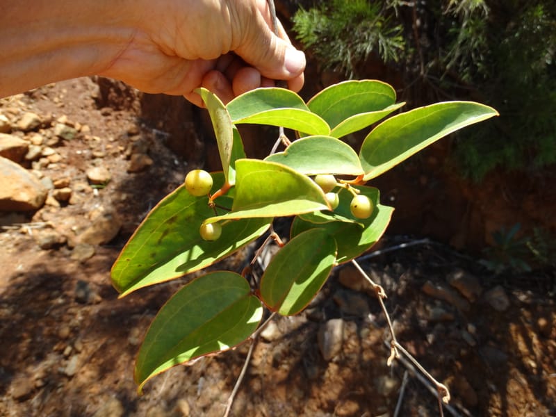 Smilax, Munzinger, J 7482--New Caledonia. PinPin. 20 Nov 2015. DSC03938 (222).JPG