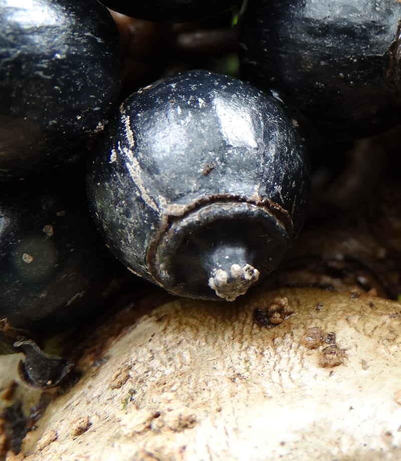 Plerandra insolita, Plunkett, G 3186--Fiji. Waisali Rainf. Reserve. 4 Nov 2015. DSC08848 (231).JPG