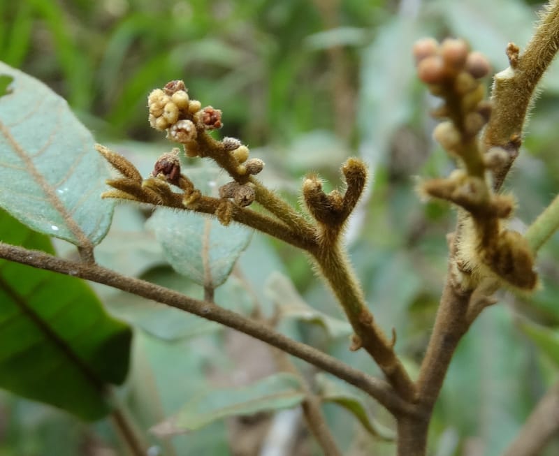 Alectryon vitiensis, Munzinger, J 7376--Fiji. Valeni Vill. 6 Nov 2015. DSC09910 (10).JPG