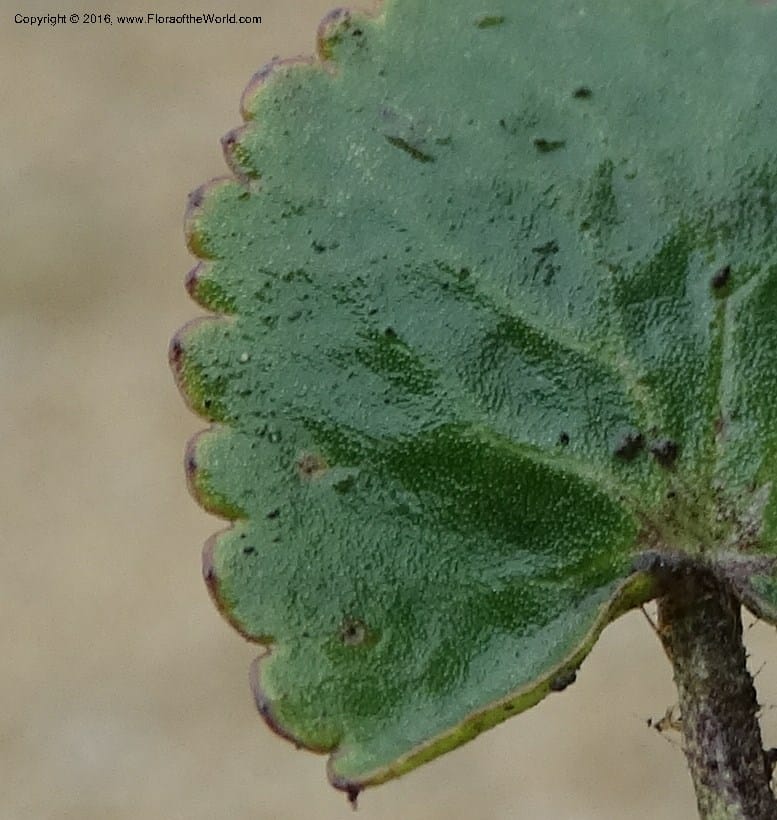 Ranunculus, Ulloa, C 2536--Ecuador. P. N. Cajas. Tres Cruces. 28 Apr 2015. DSC03499 (184).JPG