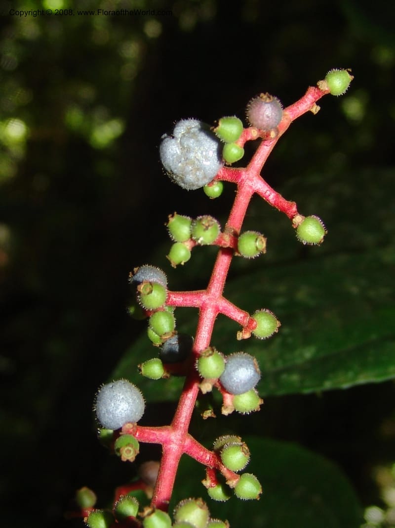 Miconia affinis, AAraujoM1253--Bolivia. Pq. Nac. Madidi. Chalalan. Send. Anta. 30 Nov 04. 283.jpg
