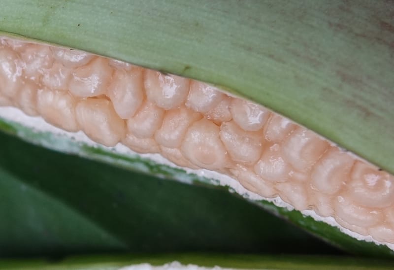 Musa formosana, Chung Kuo-Fang 3351--Taiwan. Wulai Distr. Wulai village. Hsing Hsian Trail. 19 May 2016. DSC03046 (147).JPG