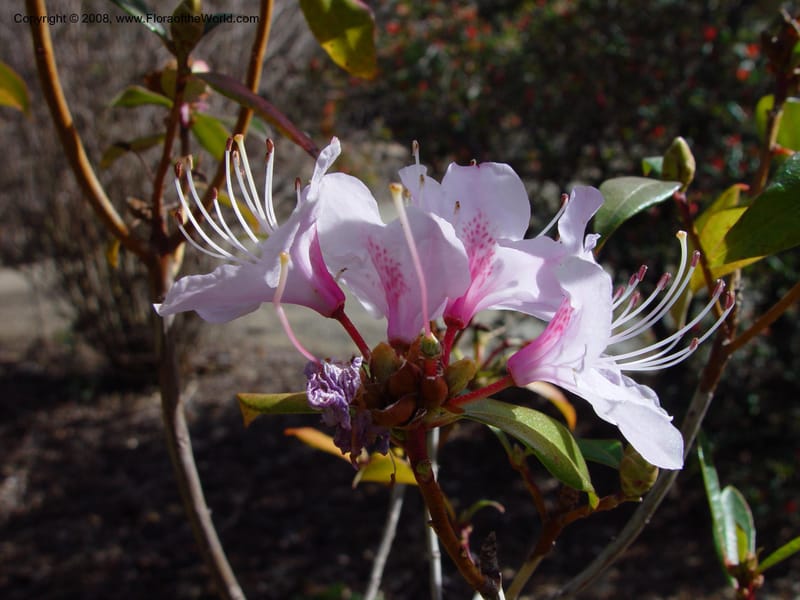 Rhododendron yunnanense. 94.0418--CA. UC Berkeley Bot. Gard. 10 Feb 03. 062.jpg