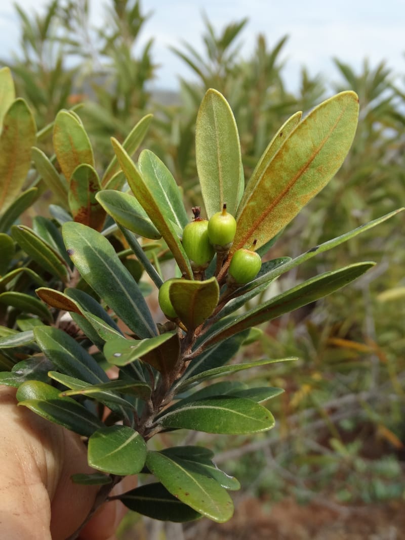Pleioluma crebrifolia, Munzinger, J 7452--New Caledonia. Tiebaghi. 17 Nov 2015. DSC03437 (82).JPG