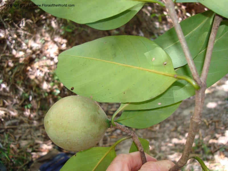 Atractocarpus, Munzinger, J 4756--New Caledonia, Prov N, Les Trois Creeks,  13 Nov 2007, (11).jpg