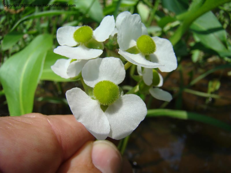 Sagittaria, CDavidson11150--TX. Lee Co. Clear Cr., near Leo. 25 Apr 08. 006.jpg