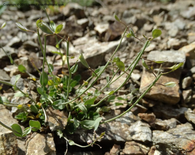 Noccaea fendleri, Davidson, C 12589--ID. Idaho Co. Seven Devils Camp Ground. 15 Jul 2014. DSC00113 (58).JPG