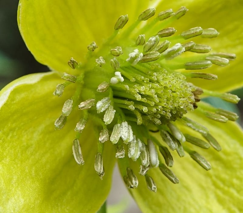 Clematis tangutica, Not collected--China. Sichuan. Yibailingba-gou. 12 Aug 2017. DSC04660 (462).JPG