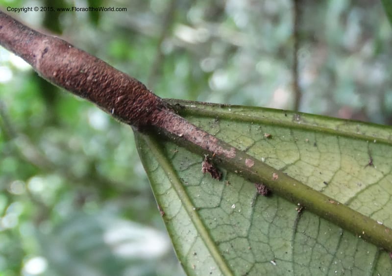 Leptonychia pallida, Davidson, C 12364--Cameroon. Korup Nat. Park. 22 Mar 2014. DSC03203 (196).JPG