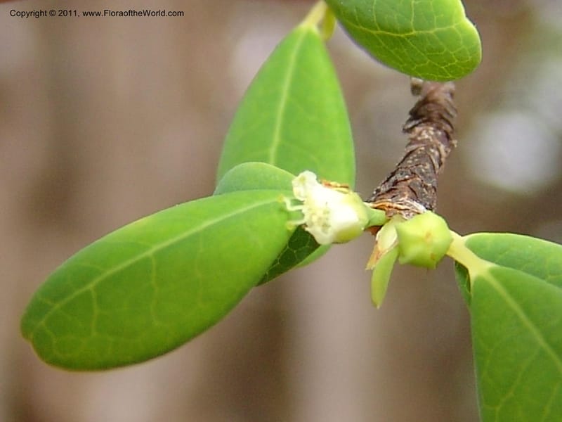 Erythroxylum, ROR1534--Madag. Prov. Antsir. Sahafary, Andranomadiro. 7 Nov 06. 479.jpg