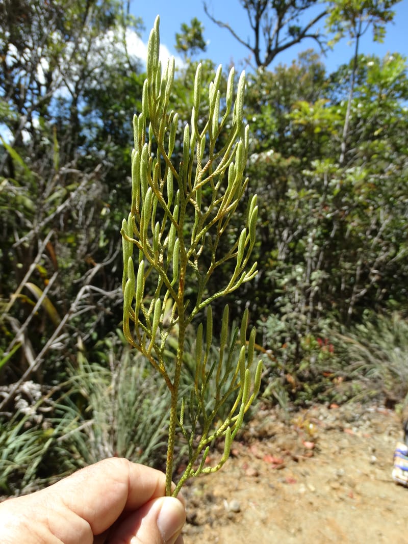 Lycopodiella, Munzinger, J 7414--New Caledonia. Mont Dzumac. 12 Nov 2015. DSC01563 (64).JPG