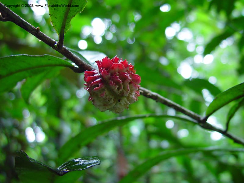 Neoptychocarpus apodanthus cf, Tepe540--Fr. Guiana. Kaw Mts. Treson Res. Nat. 12 Mch 02. 001.jpg