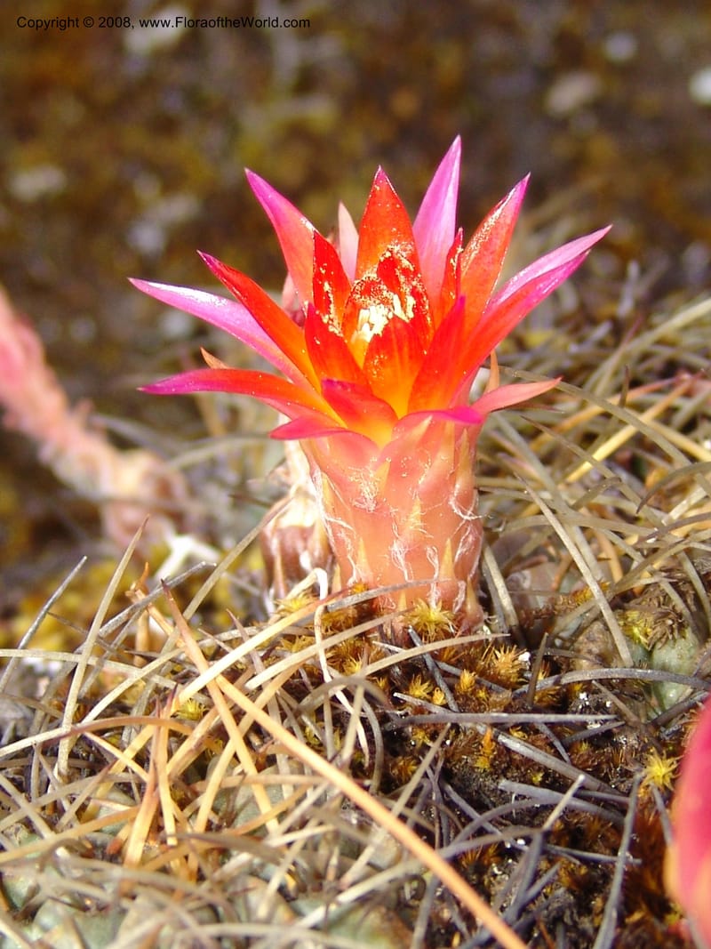 Echinopsis maximiliana, AAraujoM3008--Bolivia.  Prov.B.Saavedra. Charazani to La Paz. 20 Sep 06. 043.jpg