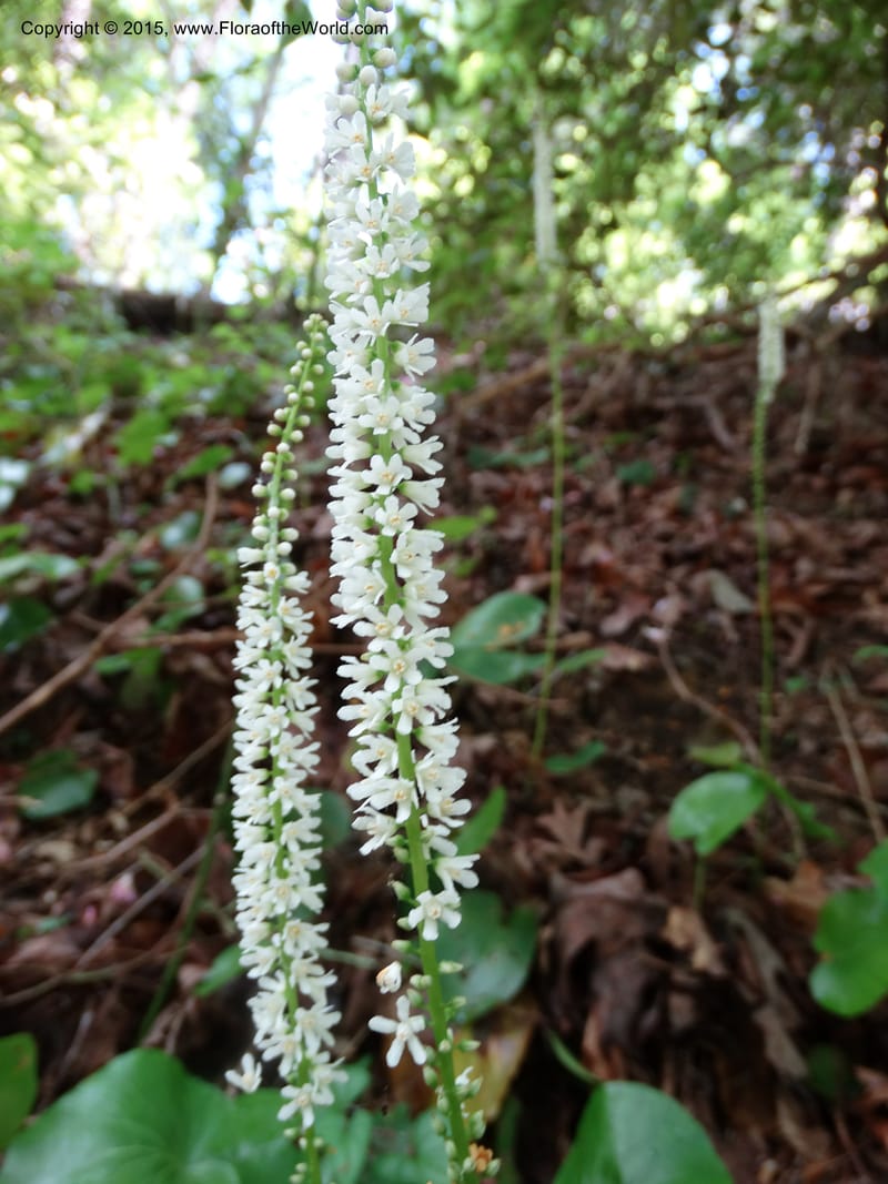 Galax urceolata, Davidson, C 13049--South Carolina. Oconee Co. Brasstown Cr. 19 May 2015. DSC06413 (173).JPG