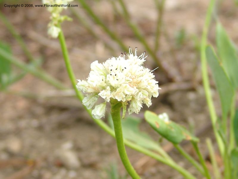 Eriogonum pyrolaefolium v. coryphaeum, CDavidson11099--ID. Valley Co. Top of Brundage Mtn.. 15 Jul 07. 003.jpg