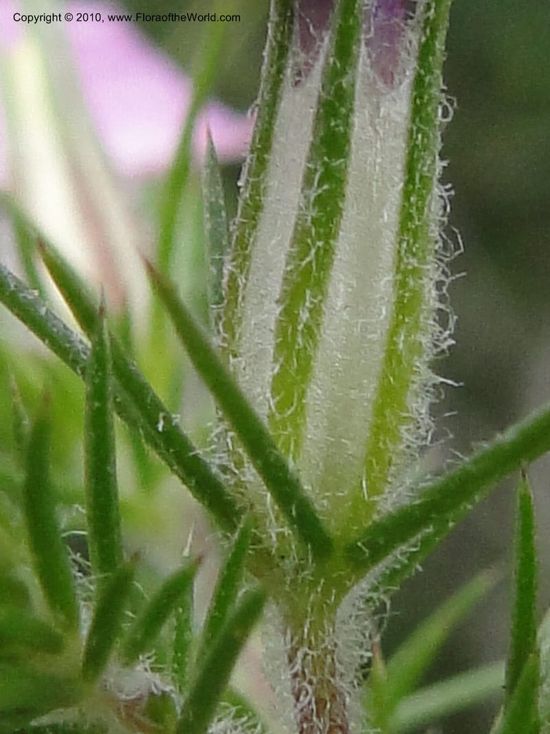 Leptodactylon californicum, C. Davidson 11731--California. Santa Barbara Co. 4 April 2010 250 (15).jpg