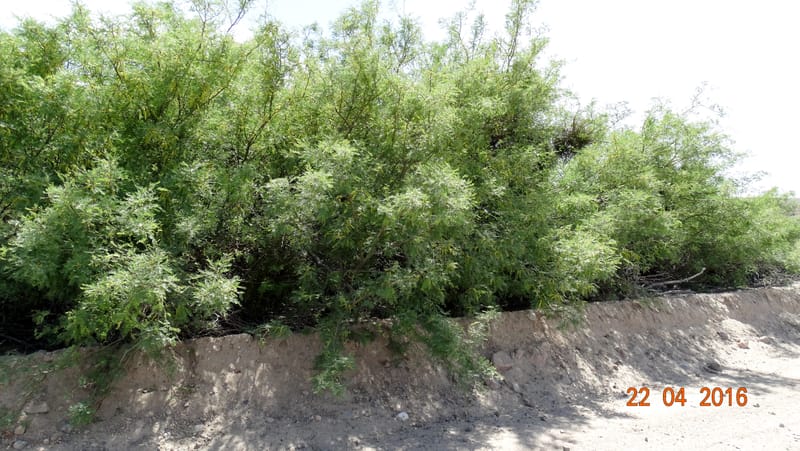 Prosopis glandulosa torreyana, Davidson, C 13168--California, Afton Canyon, 22 Apr 2016  8301 (8).JPG