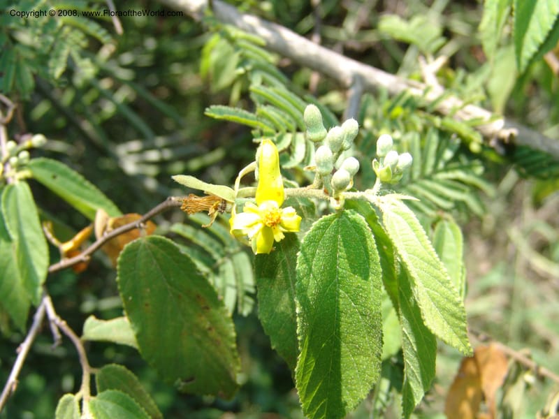 Grewia flavescens--So.Africa. Mpumal. S of Burgersfort. 16 Mch 05. 222.jpg