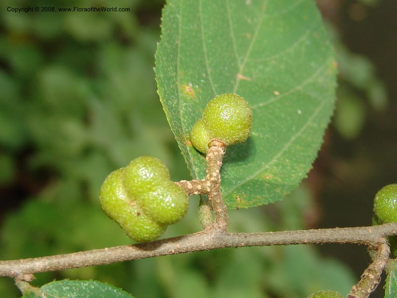 Grewia bicolor--So. Africa. Lowveld Nat. Bot. Gard. 14 Mch 05. 147.jpg