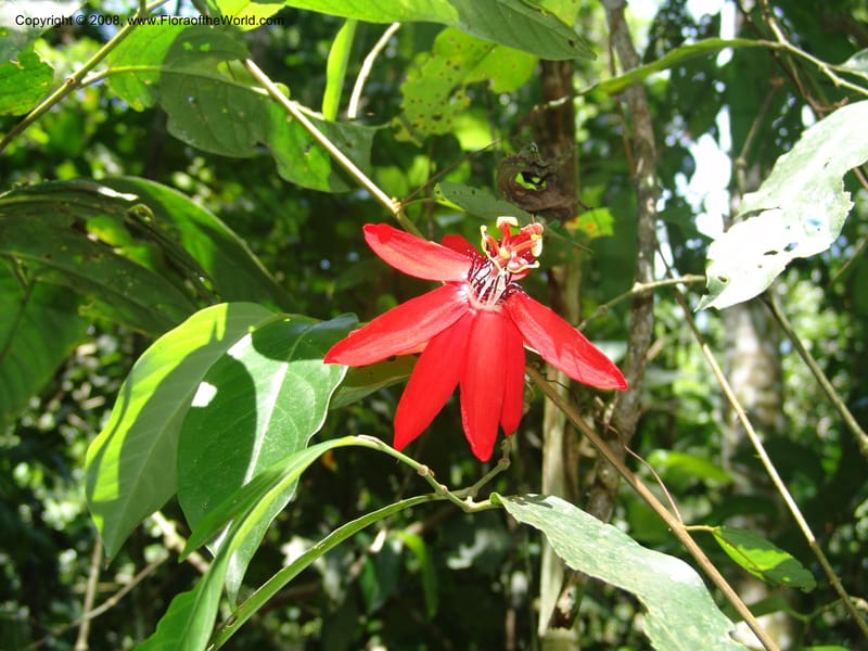 Passiflora coccinea, AAraujoM1261--Bolivia. Pq. Nac. Madidi. Chalalan. Send. Wabucuru. 30 Nov 04. 030.jpg