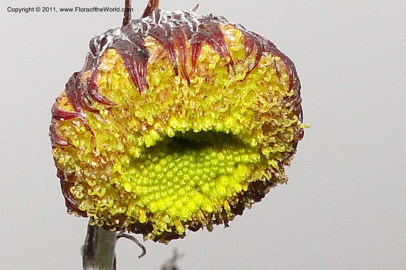 Senecio andicola, Ulloa 2044--Ecuador. P. N. Cotopaxi. 3 Jun 2011. 102 (8).jpg