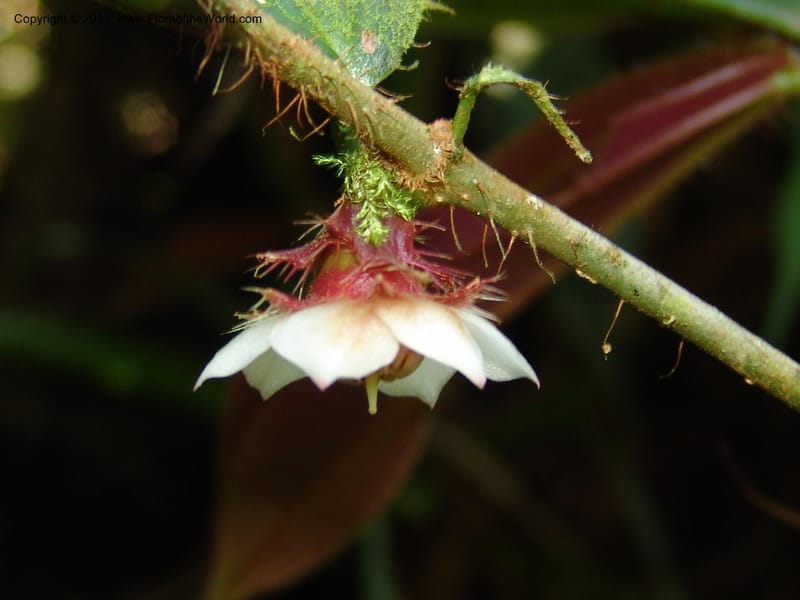 Blakea, Neill 15818--Ecuador. Prov. Zamora Ch. Margin of Rio Nangaritza..17 Sep 07. 039 (4).jpg