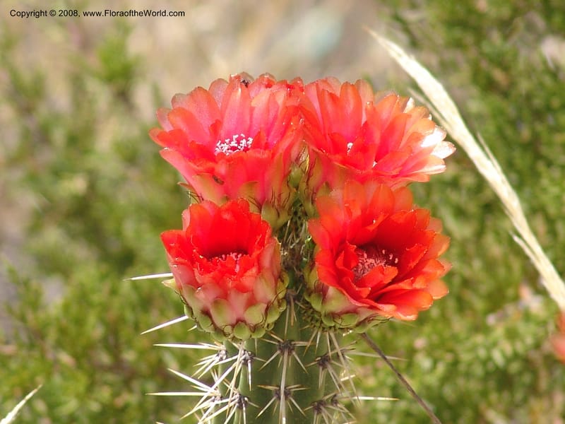 Corryocactus melanotrichus--Bolivia. La Paz. Send. Aguila. 4 Dec 04. 018.jpg