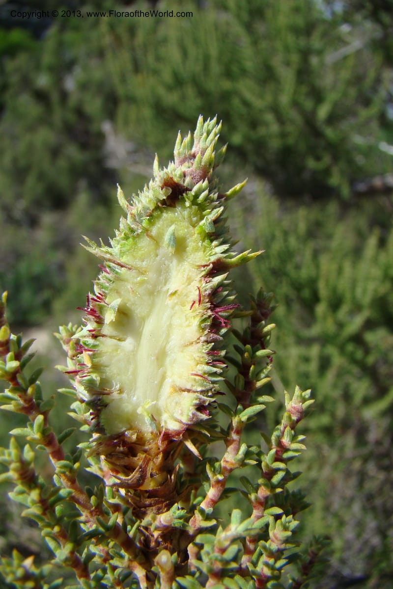 Cliffortia dichotoma, C. Davidson 11570--So Africa. No Cape. Papkuilsfontein. 26 Aug 09. 1 (27).jpg