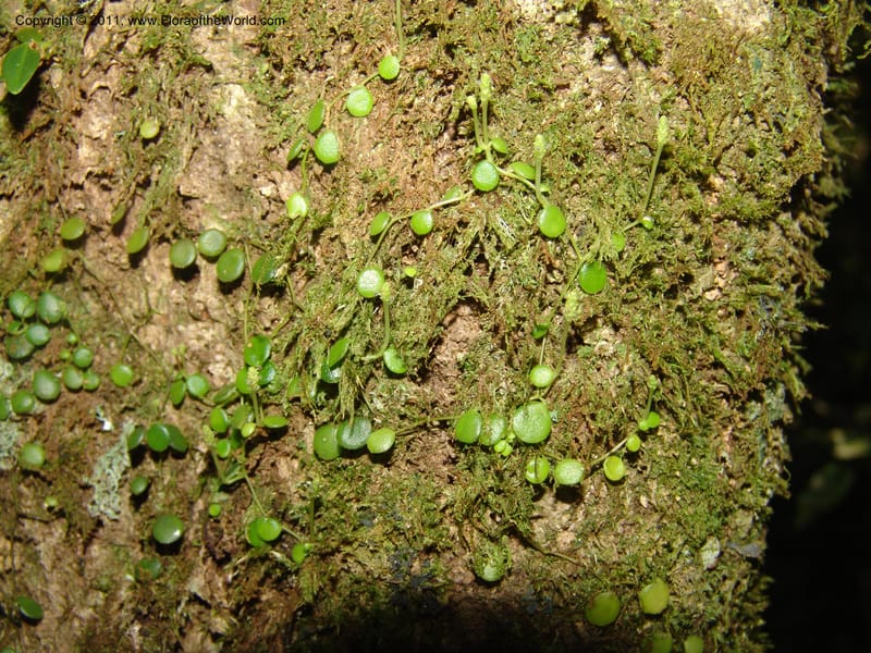 Peperomia, ROR1598--Madag. Parc Nat. Montagne d'Ambre. 11 Nov 06. 338.jpg