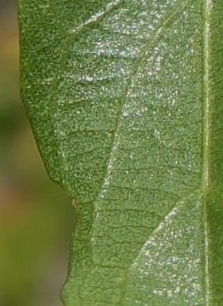 Combretum apiculatum, L. Nanyeni 1249--Namibia. Pepperkorrel Farm off D1472. 27 Mar 2018. DSC03632 (100).JPG