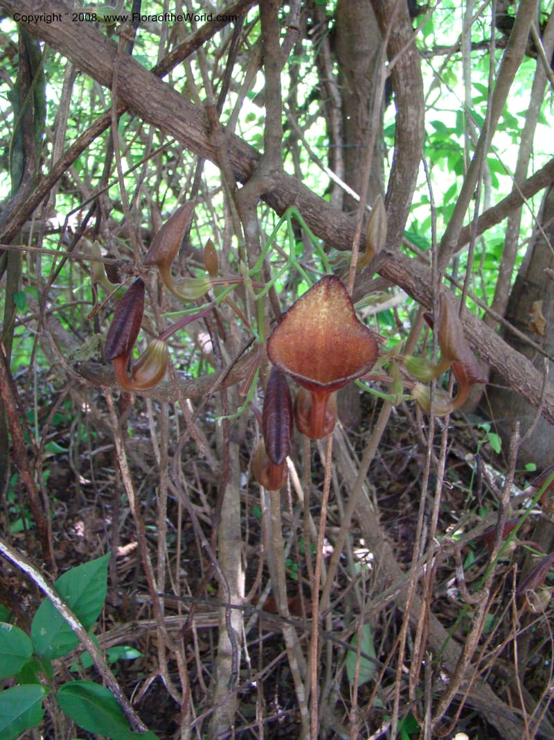 Aristolochia maxima, NMartinezM2422--MX. Chiapas. Jiquipilas. Cerro el Campanario. 14 Sep 08. 076.jpg