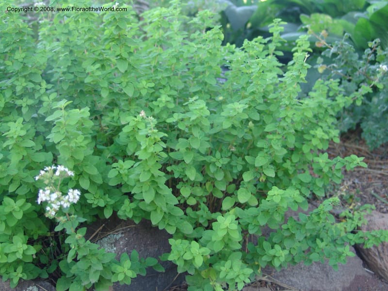 Origanum orites--AZ. Arboretum at Flagstaff. 3 Sep 04. 134.jpg