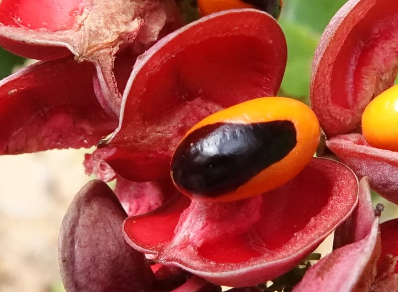 Aporrhiza, C. Davidson 13912--Gabon. M de C. Road past the cabins. 29 Oct 2018DSC09794 (84).JPG