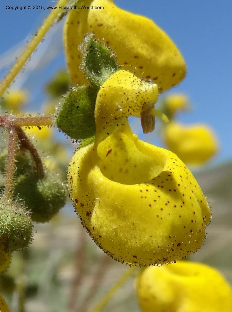 Calceolaria corymbosa, Davidson, C 12792--Chile. Ruta 115, to Laguna del Maule. 24 Nov 2014. DSC07486 (442).JPG