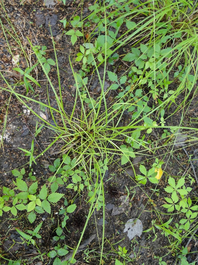 Carex caroliniana, Mori, S 27440, USA, North Carolina, Wake Co., Boyce Bridge Rd, 25 May 2010 (24).JPG