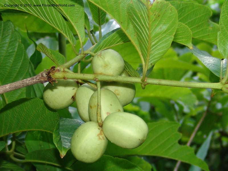 Combretum, R. Gereau 6806--Tanz. Ulanga Distr. Mbangayao Sch. 12 Feb 06.283 (10).jpg