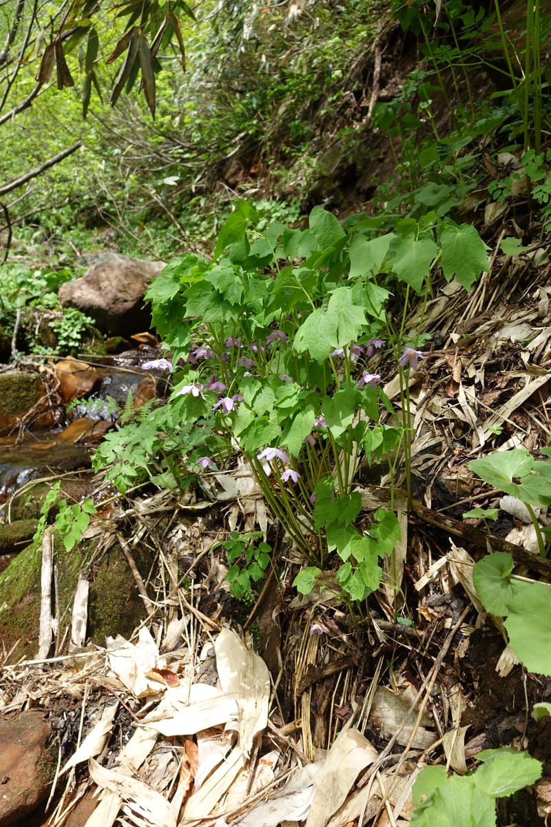 Ranzania japonica--Japan. Myoko Kenmin-no-mori. Hiuchiyama Trial. 27 May 2016.  (178).JPG