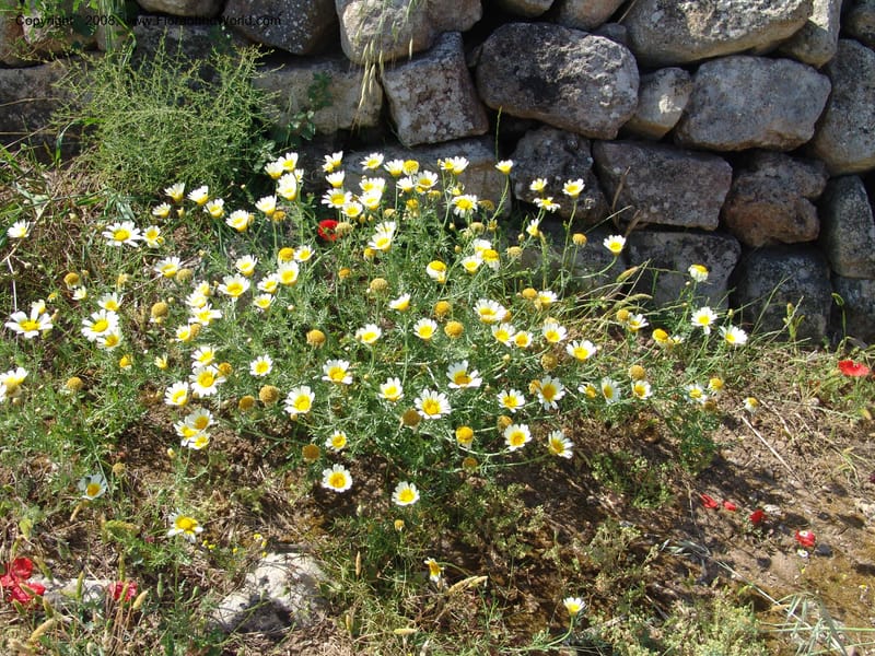 Glebionis (Chrysanthemum) coronaria v. discolor--Crete. Ep. Apokoronos. Aptera. 23 May 05. 075.jpg